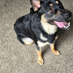 user provided Bark Avenue Pet Salon photo