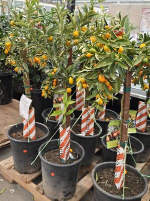 Hong Phat Supercenter by null