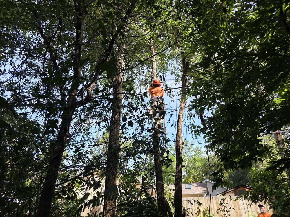 AJ's Landscaping Service - tree service in Colorado Springs, CO