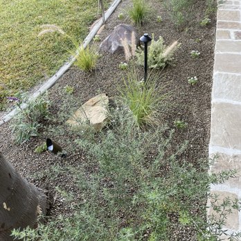 Cali Landscaping - Plant and landscaping example - Landscaping Near Me - La Habra Heights, California Cali Landscaping - Plant and landscaping example - Landscaping Near Me - La Habra Heights, California