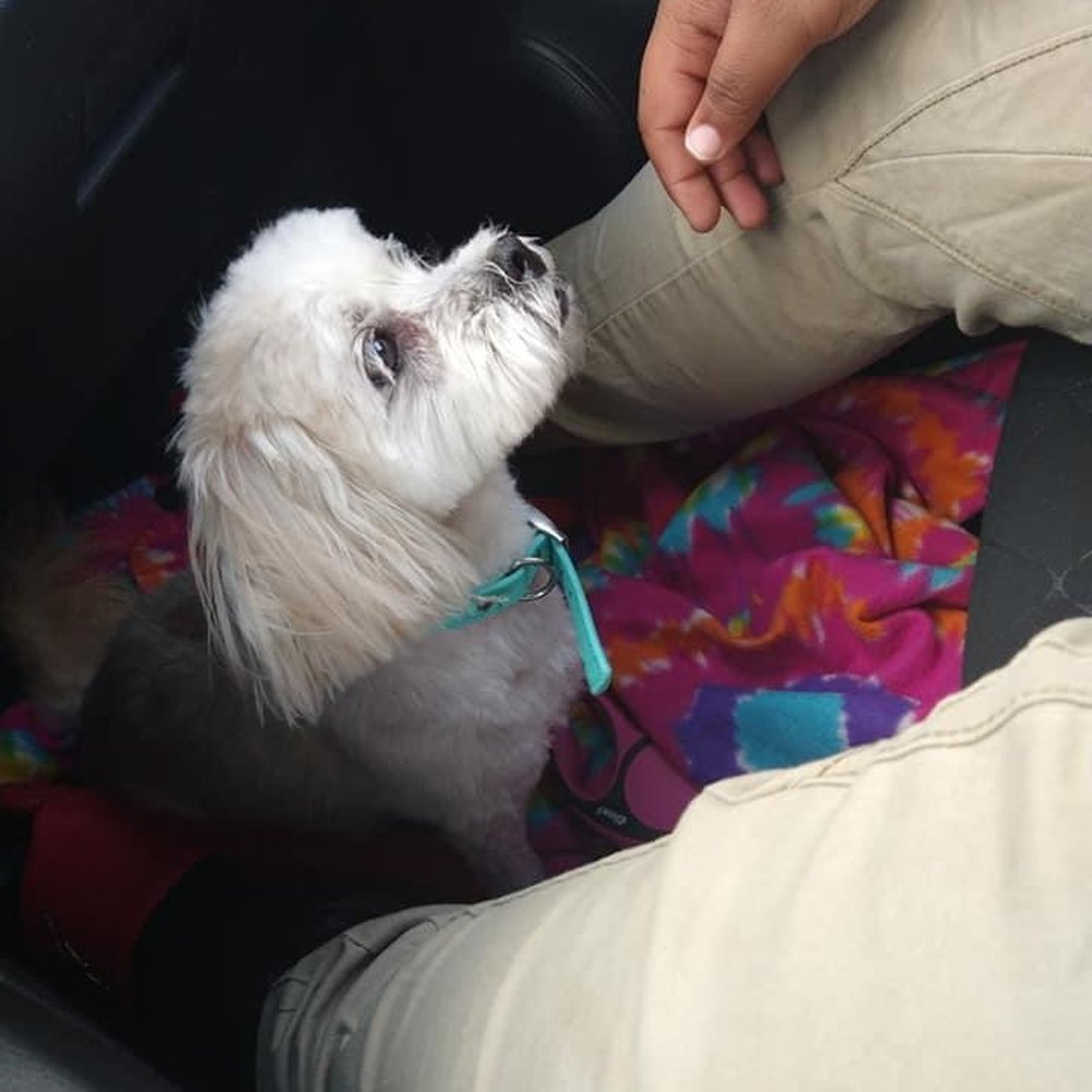 Petco - After Will groomed her a long time ago (I was pleased) - Pet Training Near Me - Henrico, Virginia
