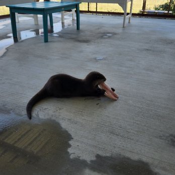 Blue Hills Ranch - A picture of Sweet Pea having dinner - Hotels Near Me - McGregor, Texas