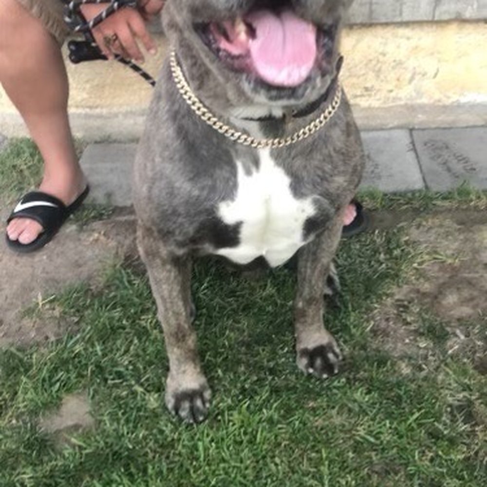 Xaviers Training - Thank you Javier!!! - Pet Training Near Me - Highland, California Xaviers Training - Thank you Javier!!! - Pet Training Near Me - Highland, California