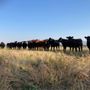 Photo of Bell Beef
