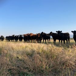 Bell Beef