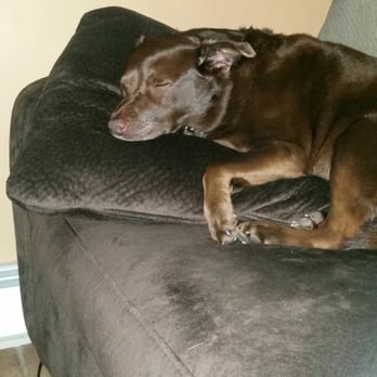 Just For Pause - Holistic Animal Care Near Me - Lyndhurst, New Jersey