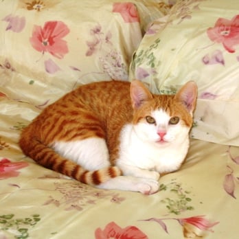 Bee Holistic Cat Rescue And Care - Rhinehart henry - Holistic Animal Care Near Me - Richmond, California Bee Holistic Cat Rescue And Care - Rhinehart henry - Holistic Animal Care Near Me - Richmond, California