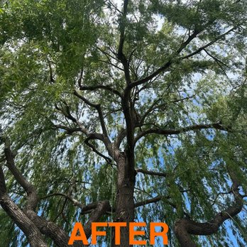 Fall Line Tree Services - Tree Services Near Me - Meridian, Idaho Fall Line Tree Services - Tree Services Near Me - Meridian, Idaho