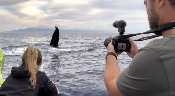 Hawaii Ocean Rafting Whale Watch and Snorkel by null