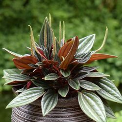 Himmel's Landscape and Garden Center - Houseplant