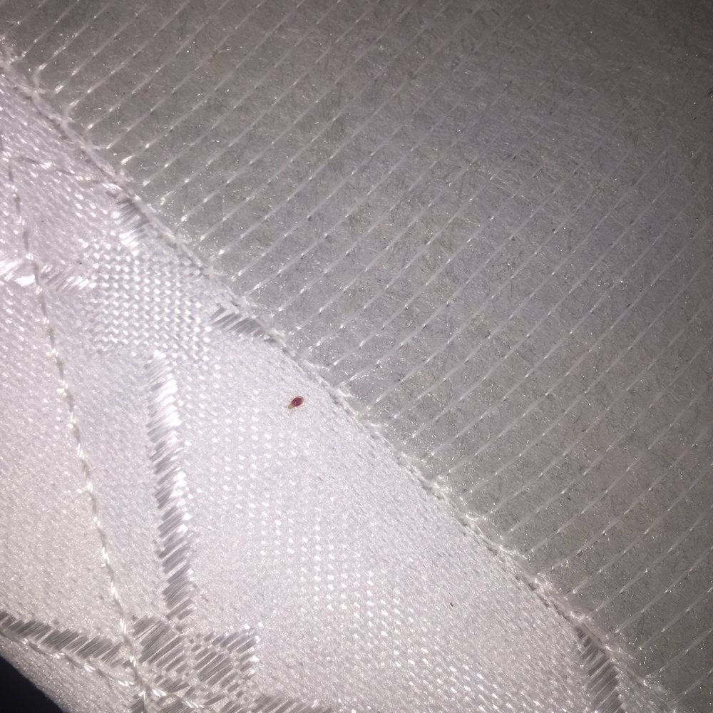 Beach House - Tiny bed bug - Hotels Near Me - Hilton Head, South Carolina Beach House - Tiny bed bug - Hotels Near Me - Hilton Head, South Carolina