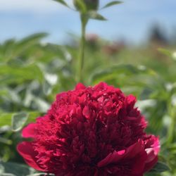 Adelman Peony Gardens