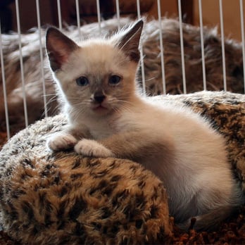 Paws Veterinary Clinic - Veterinarians Near Me - Mesa, Arizona