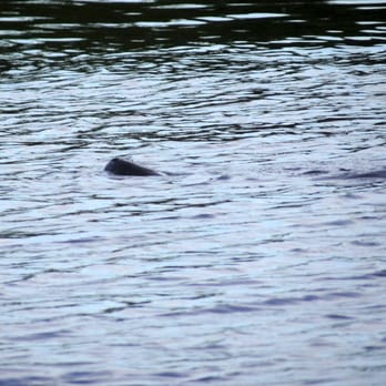 Greynolds Park - If you're lucky and patient, you may spot a manatee while you watch the bay. Here's a manatee's snout, as it comes up for air. - Parks Near Me - North Miami Beach, Florida Greynolds Park - If you're lucky and patient, you may spot a manatee while you watch the bay. Here's a manatee's snout, as it comes up for air. - Parks Near Me - North Miami Beach, Florida