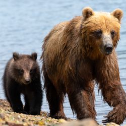 Wild Coast Excursions - Bear Viewing with Wild Coast Excursions. Photo by Guest Larry Kepko