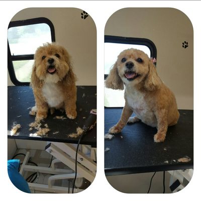 curbside clips mobile grooming