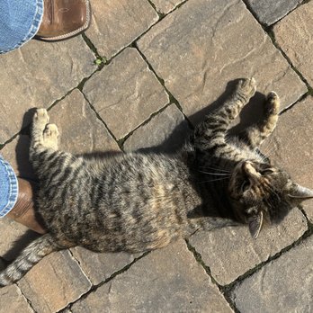 Scheid Vineyards Tasting Room - Tasting Room Cat - Wineries Near Me - Greenfield, California Scheid Vineyards Tasting Room - Tasting Room Cat - Wineries Near Me - Greenfield, California