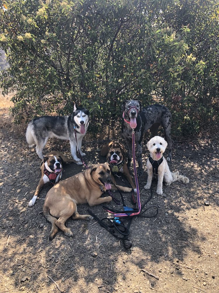 DANIEL’S DOG ADVENTURES 16 Photos Los Angeles, California Dog
