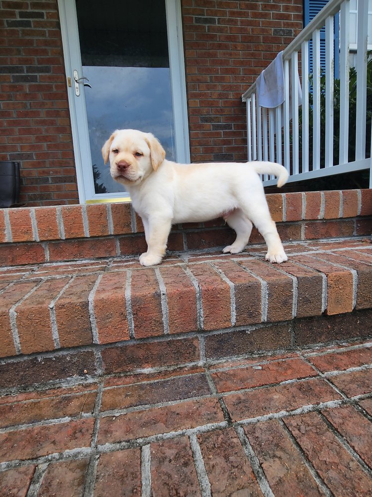 COUNTRYSIDE LABRADORS - Updated December 2025 - New Bern, North ...