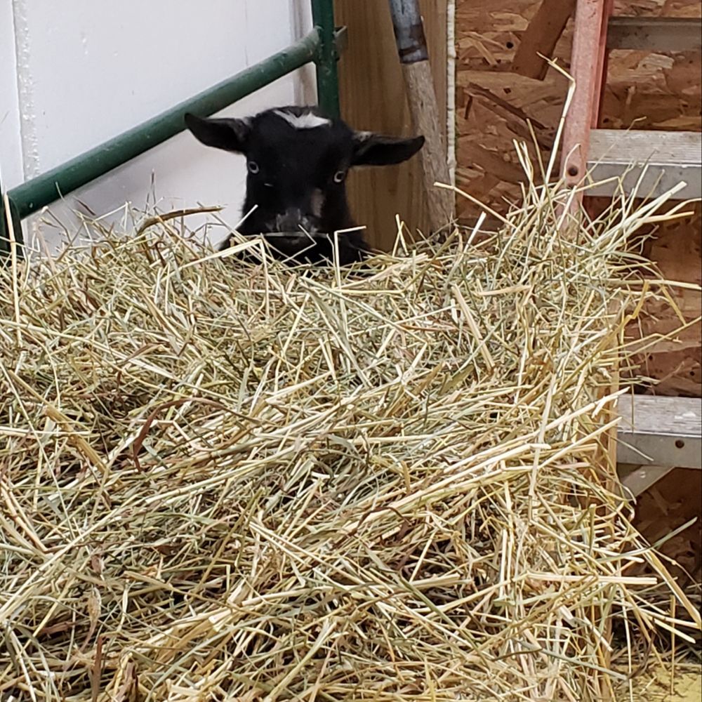 Social spots from Esham Family Farm