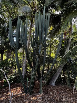 The Kampong, National Tropical Botanical Garden by null