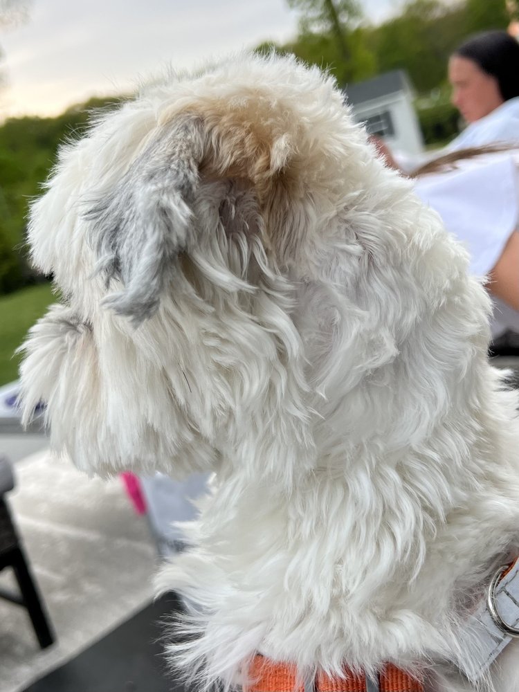 THE DOGFATHER MOBILE GROOMING Updated September 2024 49 Photos & 54