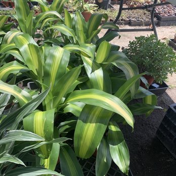 Green Touch Nursery - Nurseries & Gardening Near Me - Bellflower, California Green Touch Nursery - Nurseries & Gardening Near Me - Bellflower, California