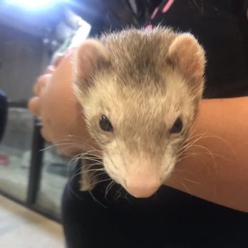 Rizzo's Wildlife World - Petting Zoos Near Me