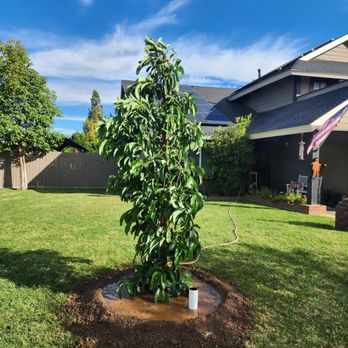 Betancourt Landscaping - The Best Tree Services in Lynwood, CA. - Landscaping Near Me Betancourt Landscaping - The Best Tree Services in Lynwood, CA. - Landscaping Near Me