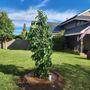 Photo of Betancourt Landscaping