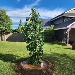 Betancourt Landscaping - The Best Tree Services in Lynwood, CA.