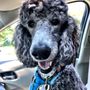 Photo of Groomsville Dog Grooming