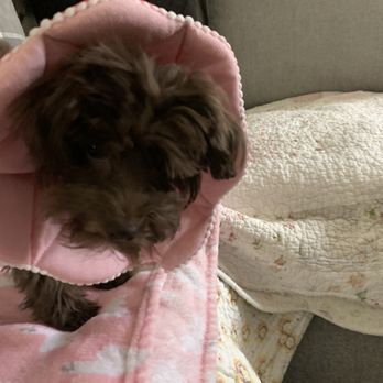 The Pet Hospitals - Gemma Bleu after surgery byDr. Weimar. - Veterinarians Near Me - Collierville, Tennessee The Pet Hospitals - Gemma Bleu after surgery byDr. Weimar. - Veterinarians Near Me - Collierville, Tennessee