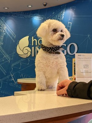 Hotel Indigo Columbus Architectural Center by IHG by null