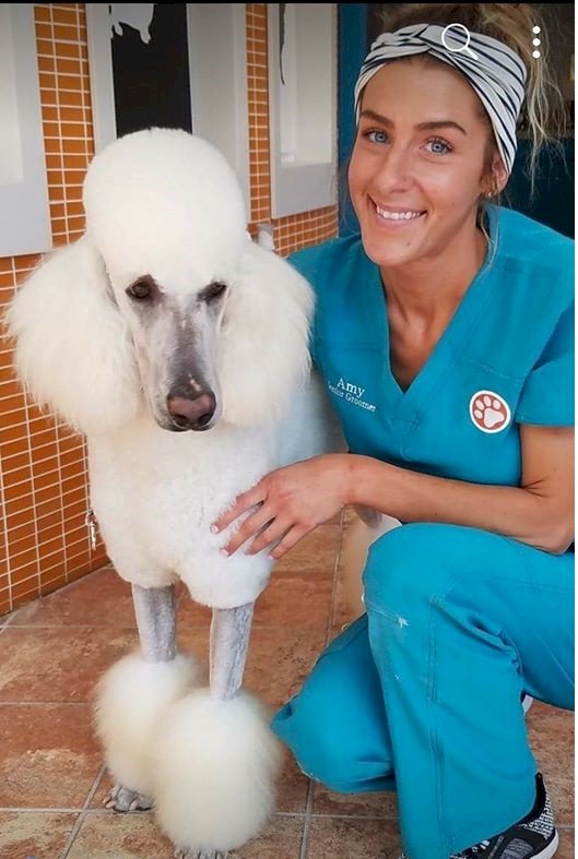ShowFur Mobile Dog Grooming Image