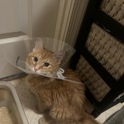 Susquehanna Valley Veterinary Clinic - Orange kitten- Cheeto Puff