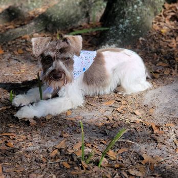 Celeste's Mobile Pet Spa - Pet Groomers Near Me Celeste's Mobile Pet Spa - Pet Groomers Near Me