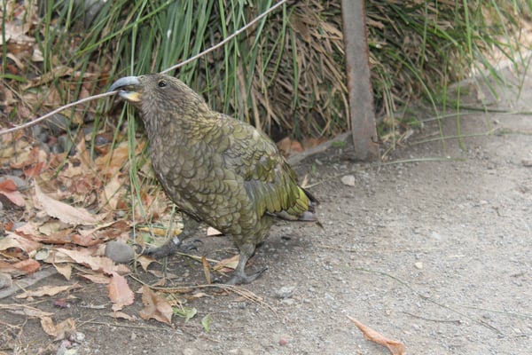 Willowbank Wildlife Reserve by null