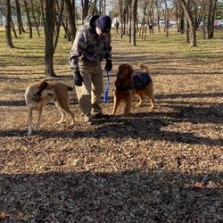 Patricia Simonet Laughing Dog Park