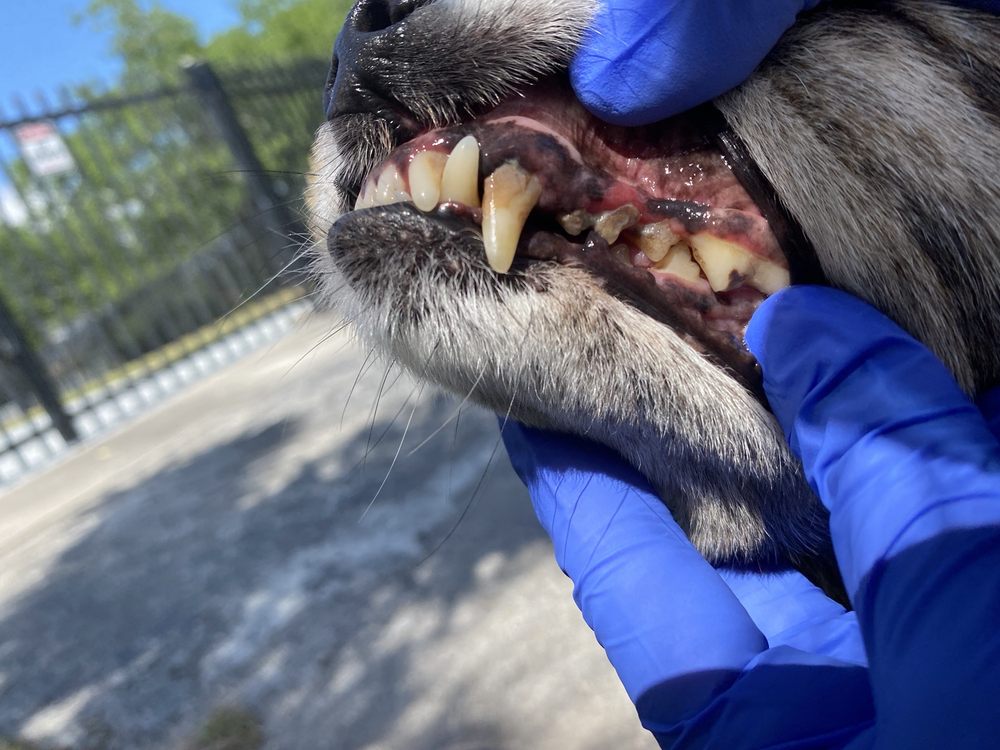 EZ Pet Dental Care Image