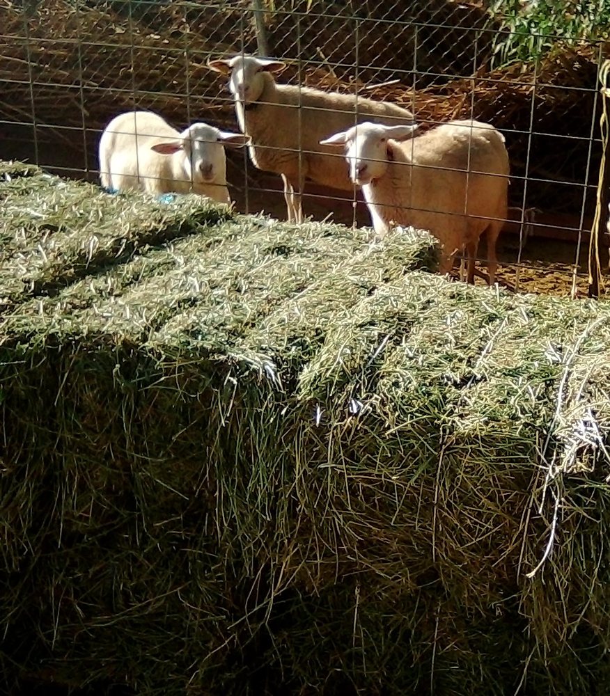 PERRIS VALLEY FEED 14 Photos 20850 Sage St, Perris, California Livestock Feed & Supply