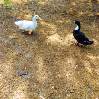 Lake Eola Park - Parks Near Me - Orlando, Florida