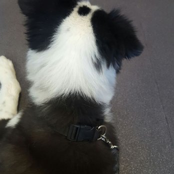 st mary veterinary clinic