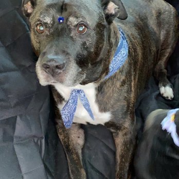 Cuddly Critters - My 12yr old looks so handsome... - Pet Groomers Near Me - Orlando, Florida Cuddly Critters - My 12yr old looks so handsome... - Pet Groomers Near Me - Orlando, Florida