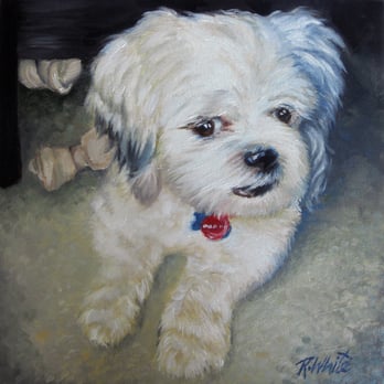 Get A Pet Portrait - This was our baby Sammy Pogo - Commissioned Artists Near Me - Pompano Beach, Florida