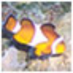 Aquarium Wilhelmi