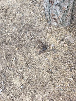 Holiday Harbor - Shasta Lake House Boat Rentals & Marina by null