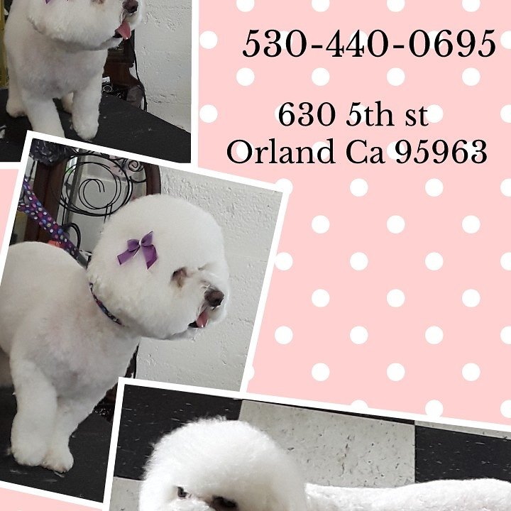 TAILS OF 4 PAWS DOG & CAT GROOMING Updated June 2024 630 5th St, Orland, California Pet