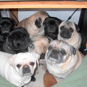 FOUR SQUARE PUGS - Updated September 2025 - 2788 60th Ave