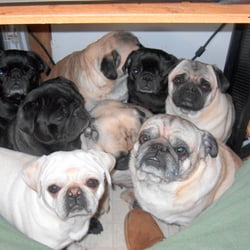 Four Square Pugs - My little gang of squash-faces, playing "Let's see how many Pugs can fit under the computer desk" while mom is trying to work.
